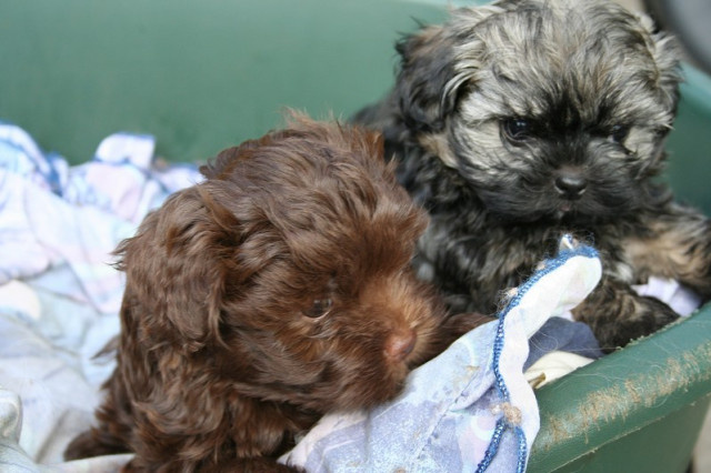 Как только принесут миску начнётся битва за прекрасное кушанье!