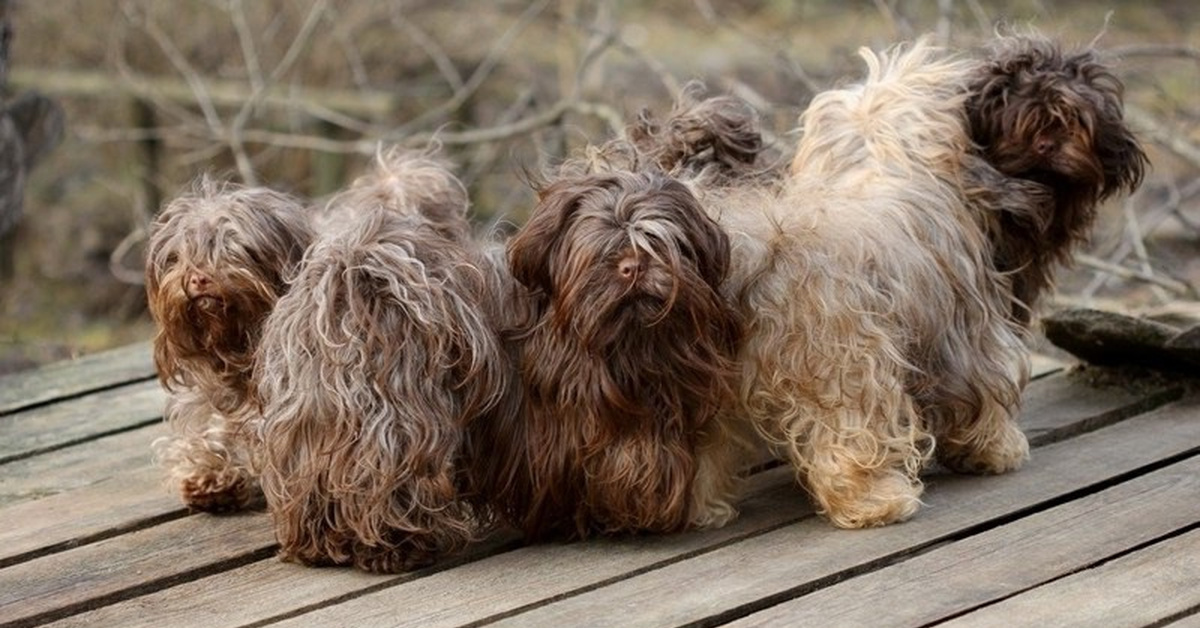 Продолжение : Битва за прекрасное кушанье! А куда кушанье подевалось они и сами не знают!