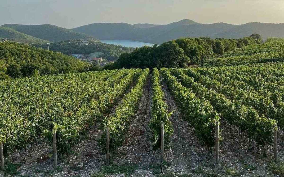    «Абрау-Дюрсо» подало заявку на регистрацию товарного знака Abrau Brew для пивной продукции Фото – телеграм-канал «Абрау-Дюрсо»