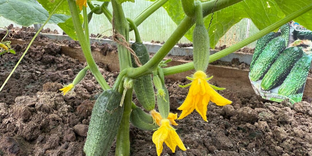 💪🥒Увеличиваем количество завязей на огурцах янтарной кислотой.