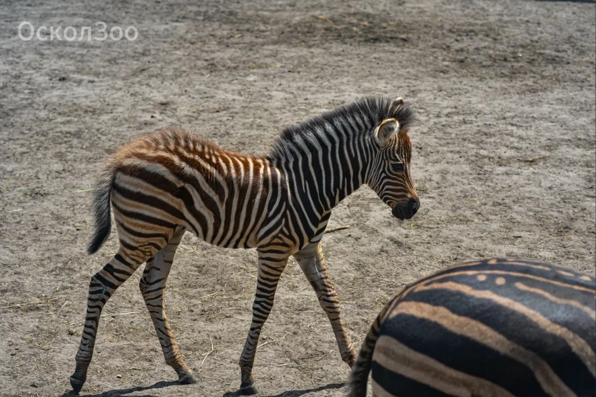    Фото: зоопарк Старого Оскола