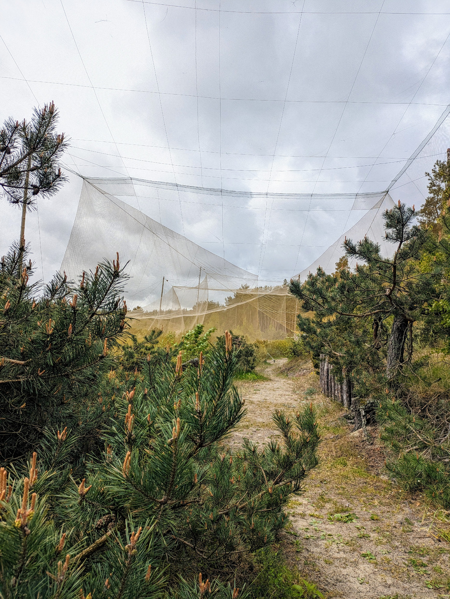 Силки для птиц на станции Фрингилла. Фото: дзен-канал История одного ремонта и что было после.