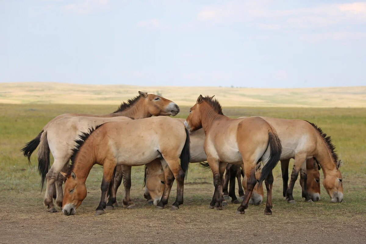    Оренбургский заповедник покорил молодёжь из 53 стран Мария Чалкина