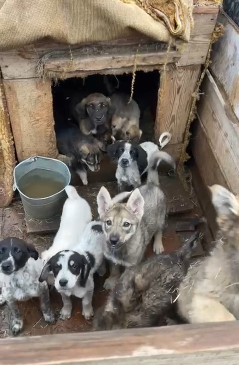 Июнь, 2025г. Пункт передержки бездомных животных (ППБЖ)