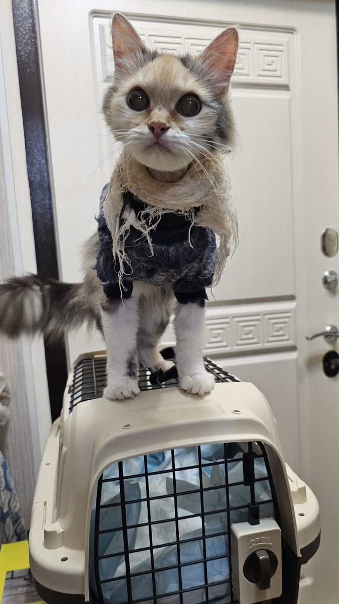 Фото автора. Фасолька болеет фип.