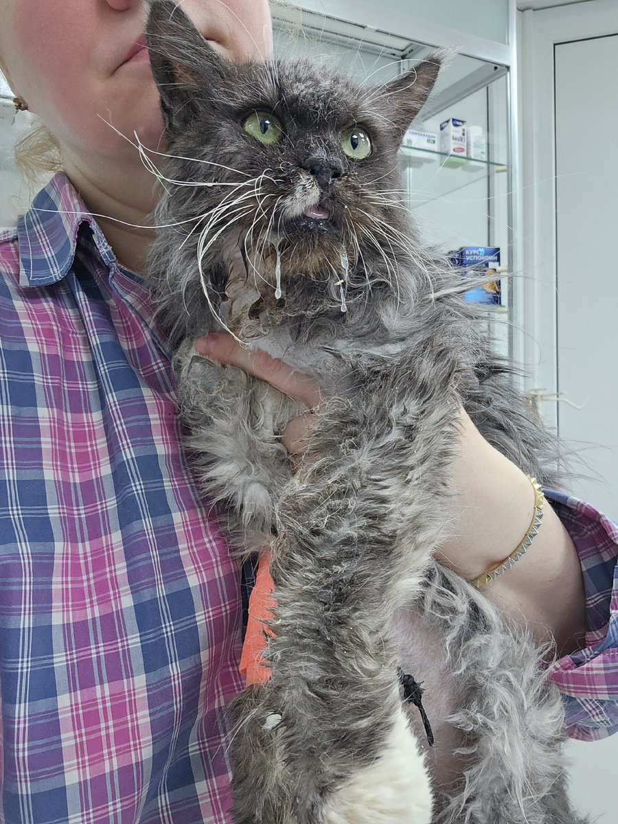 Фото автора. Наша Соня , болеет фип.