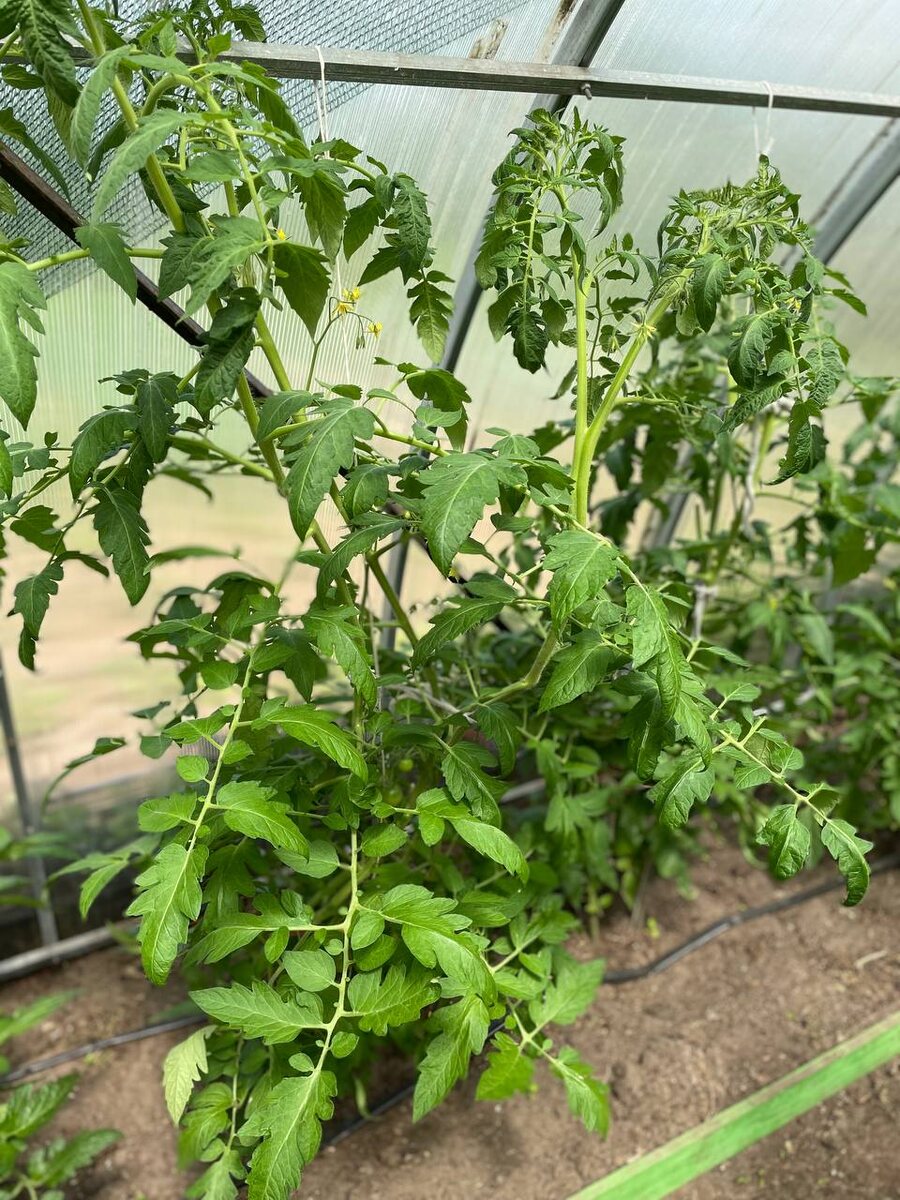 Томат жирует. Плоды не завязывает. Фото автора