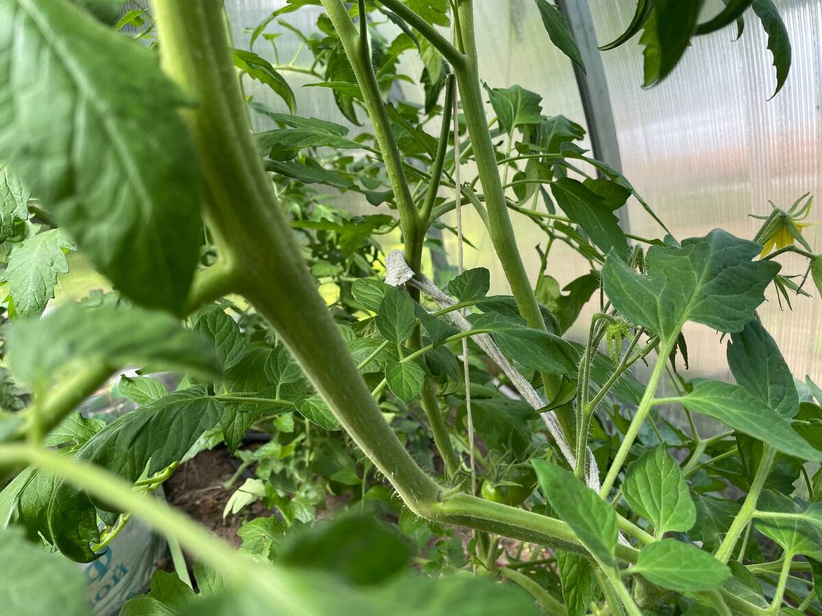 Длинные междоузлия (расстояние от листа до листа) – признак жирования. Фото автора 