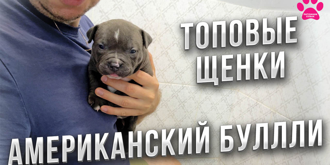 Таких щенков уже не будет! Последние Американские Булли в нашем питомнике. Новое видео!