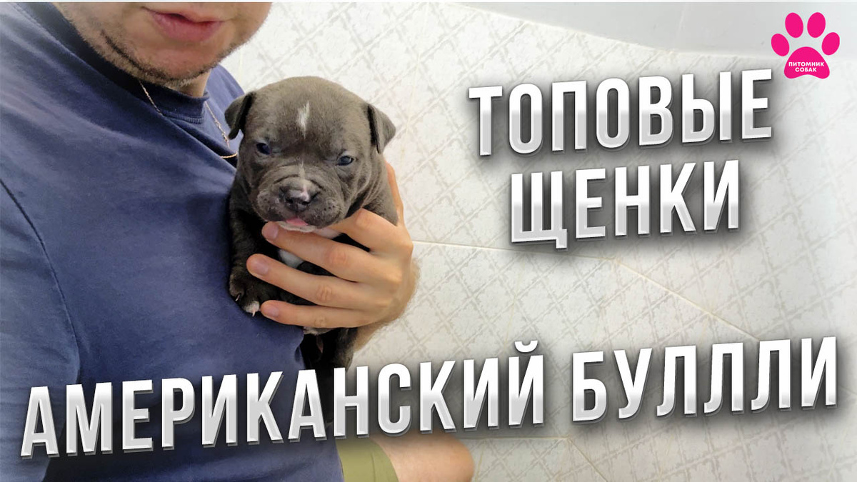 Новое видео про щенков породы Американский Булли уже в ВК.Видео