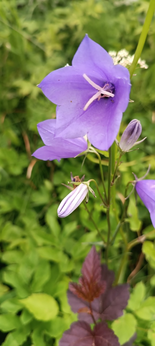 Колокольчик