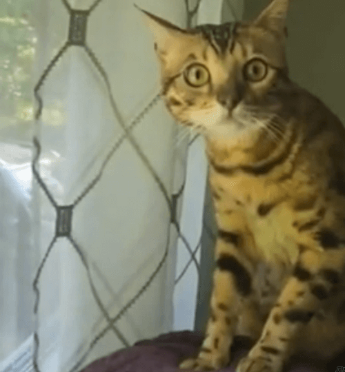 Как часто ваша кошка видит медведей?