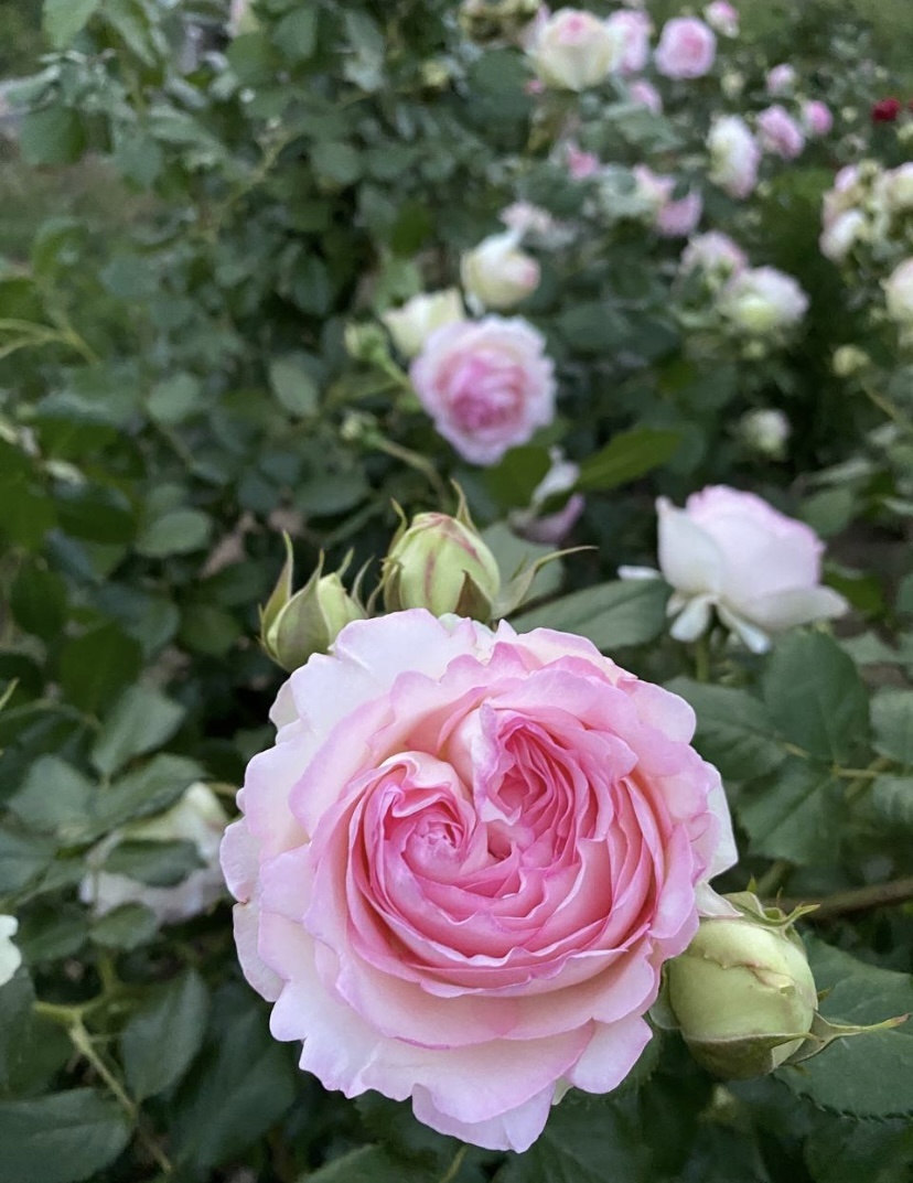 Первая декада июня Эден Роуз