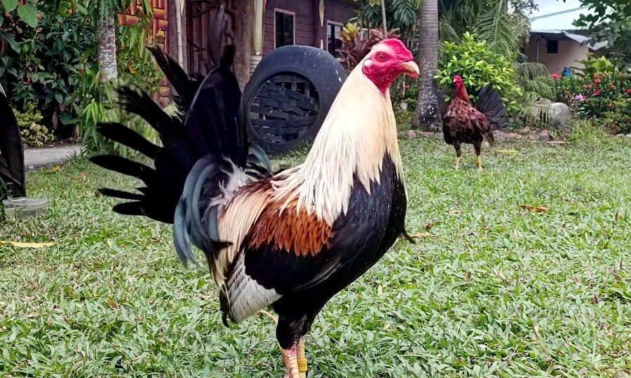 Чем пахнет утро Филиппин? Пять незабываемых ароматов