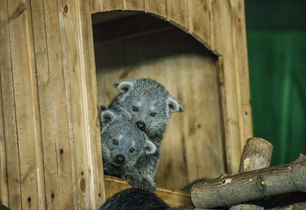 Фото: Новосибирский зоопарк / А. Лаптенко