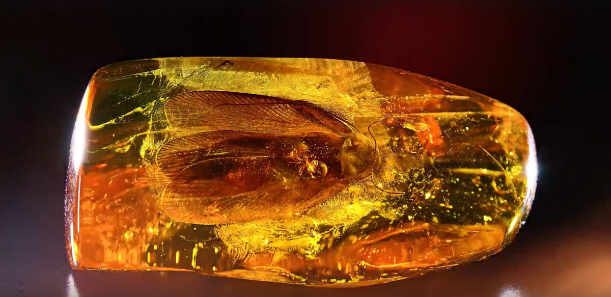    скриншот видео Янтарный комбинат