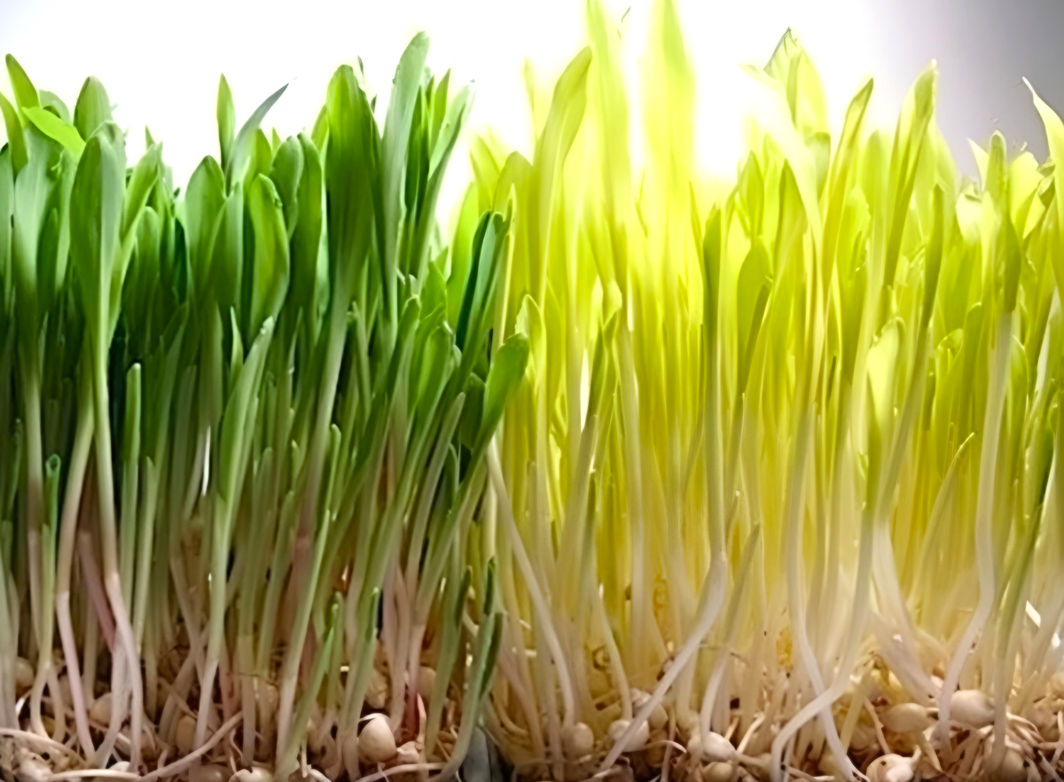 Микрозелень  кукурузы.