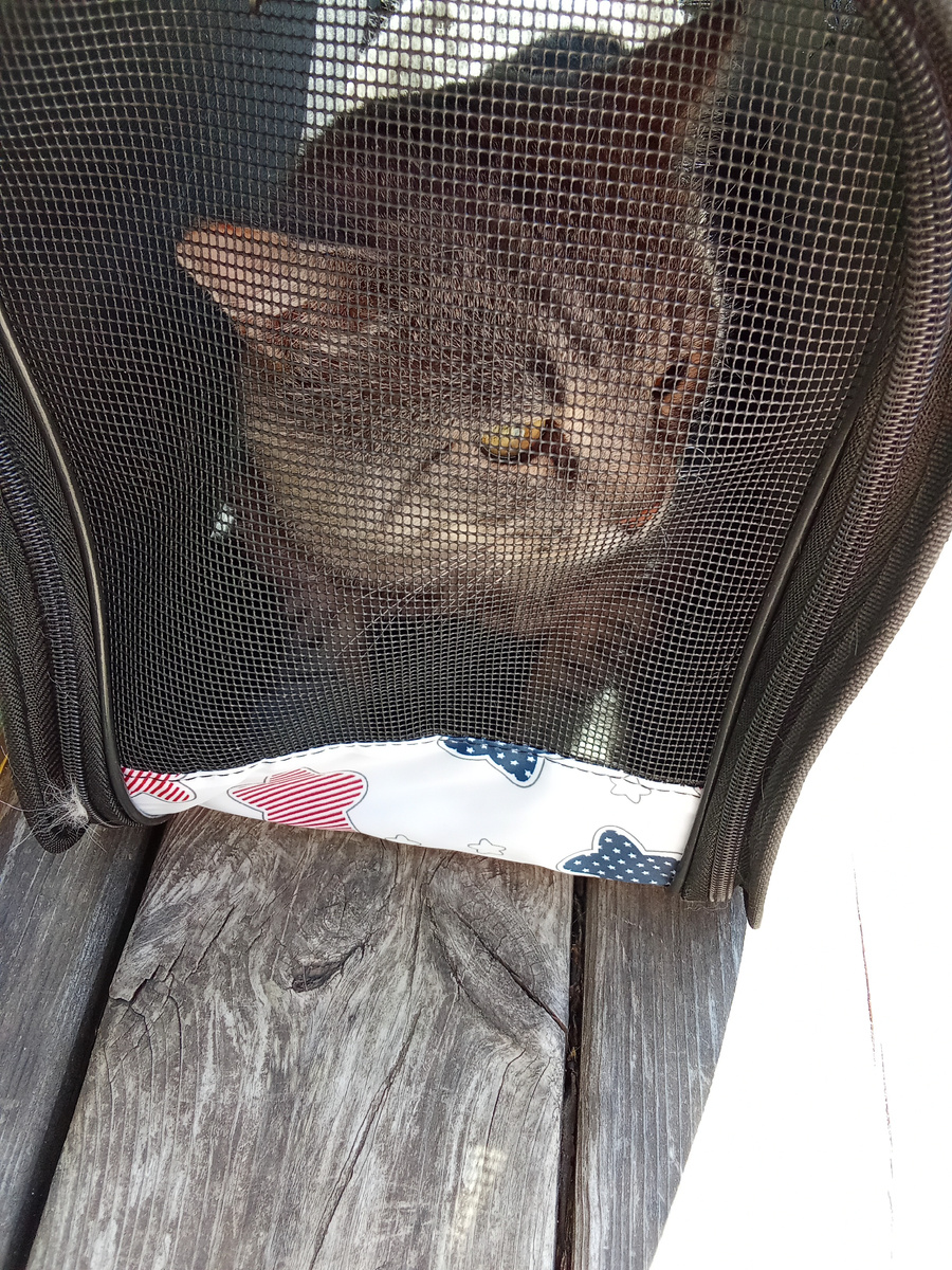 Обиженный Лео опять едет к ветеринару 