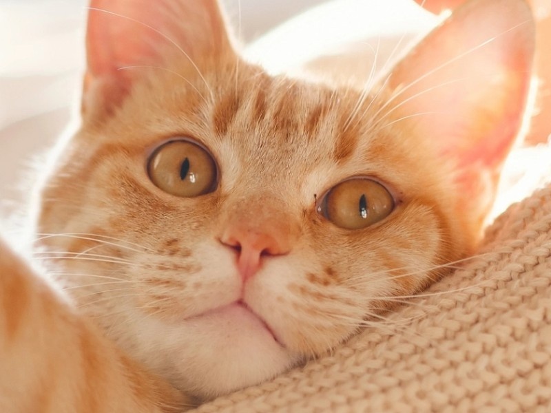    Умный ошейник Catlog умеет оценивать стресс у котов