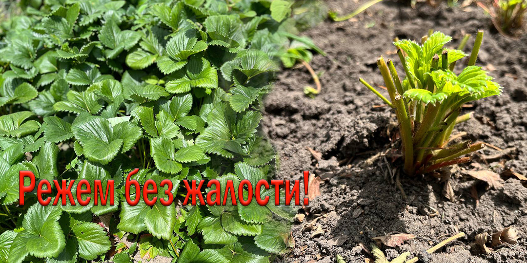 Клубника в шоке! Зачем мы ее обрезаем после плодоношения?