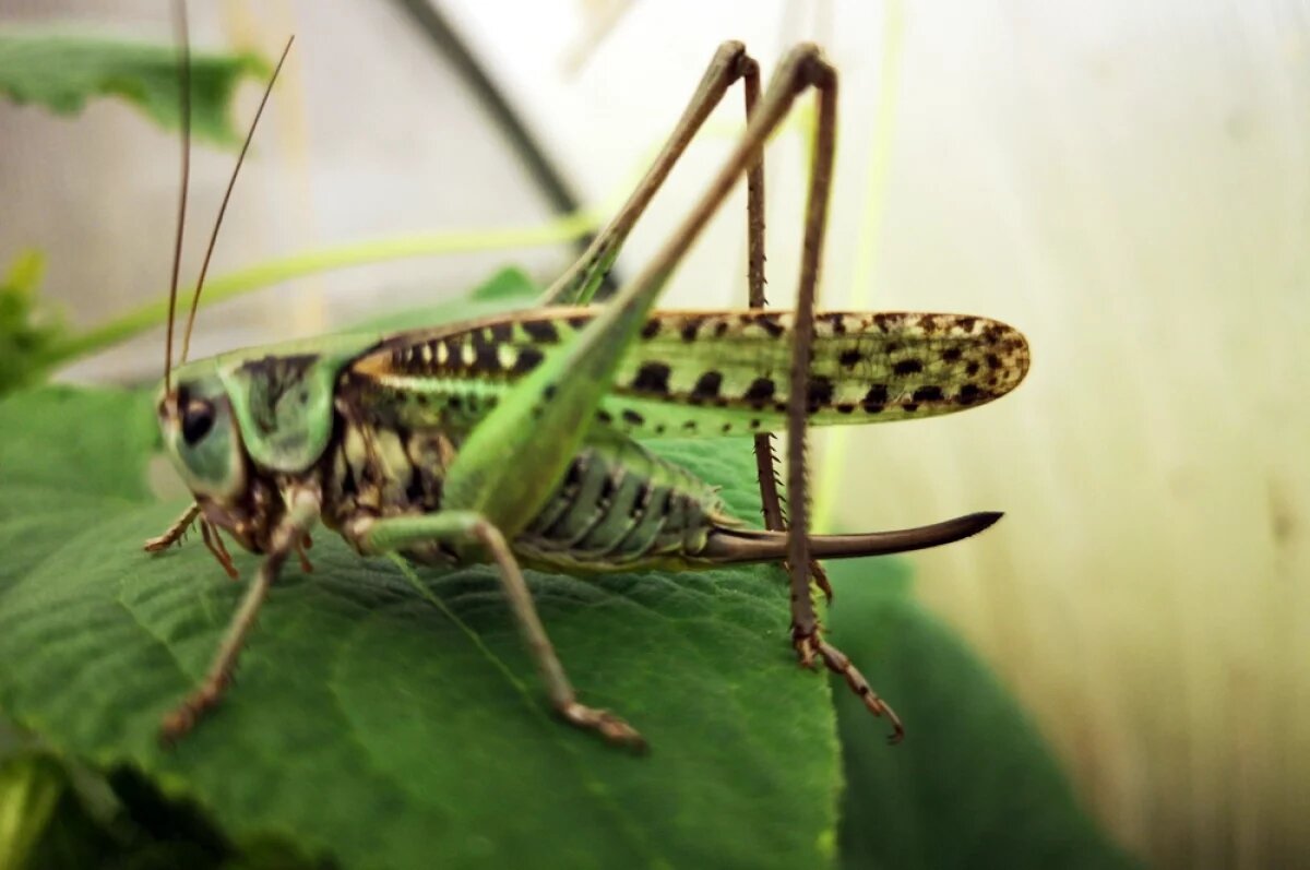    В Чечне стали популярны ролики, в которых люди едят саранчу