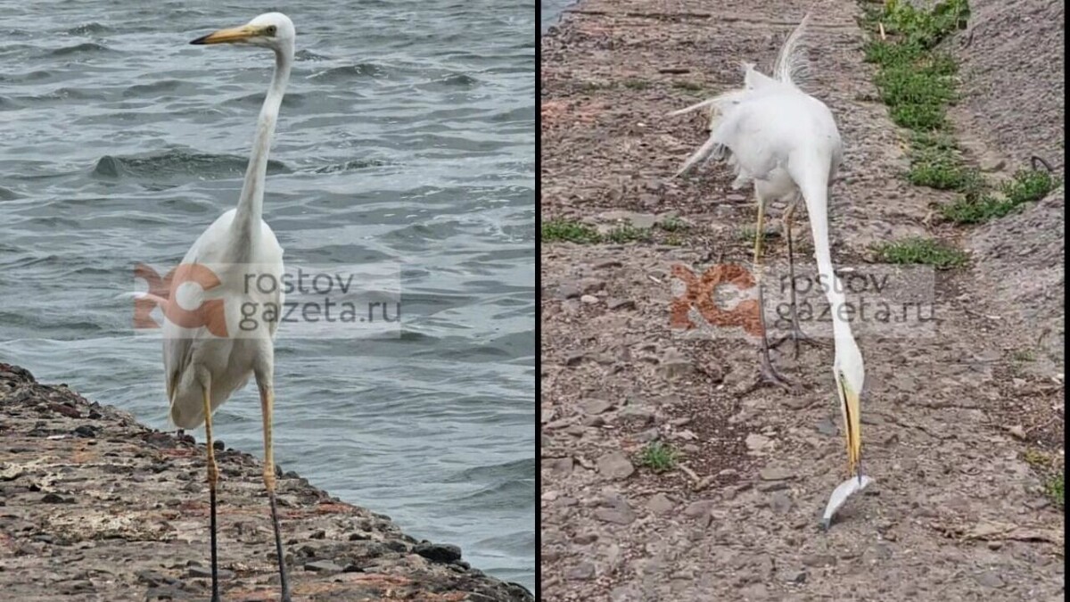     Источник: rostovgazeta.ru