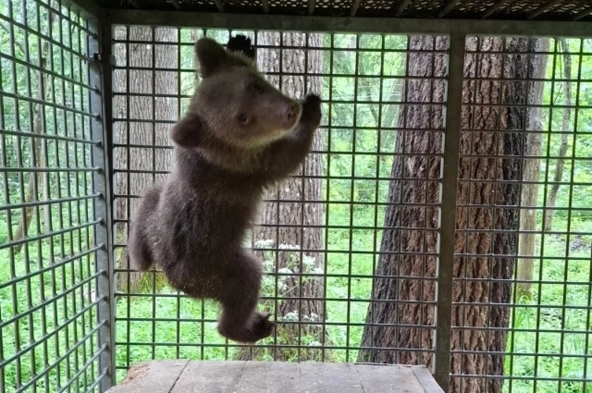    Пятнадцатый медвежонок-сирота прибыл в Тверскую область из Пермского края