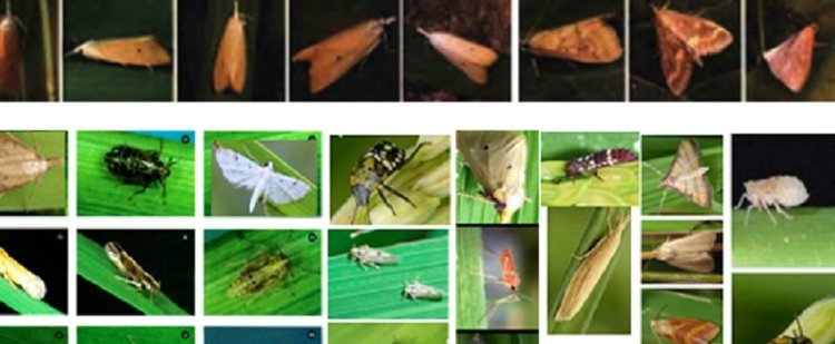    Новая модель ИИ для риса точно выявляет вредителей для эффективной борьбы