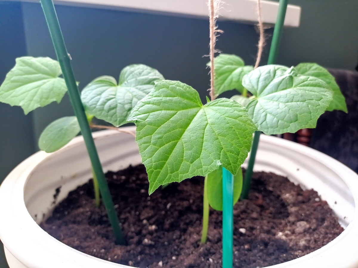 Мои первые огурцы