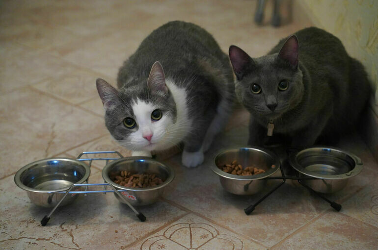   Тимур Ханов/ПГ