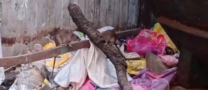    Фото: кадр из видео