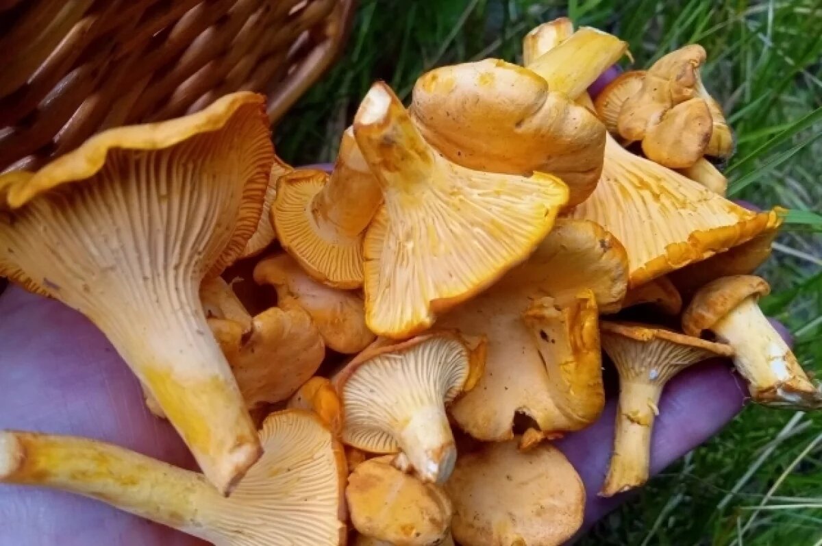    Лисички можно собирать в Мурманской области