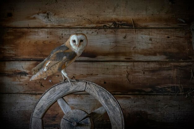 На фото — Софи, обладательница одного из самых популярных совиных имен