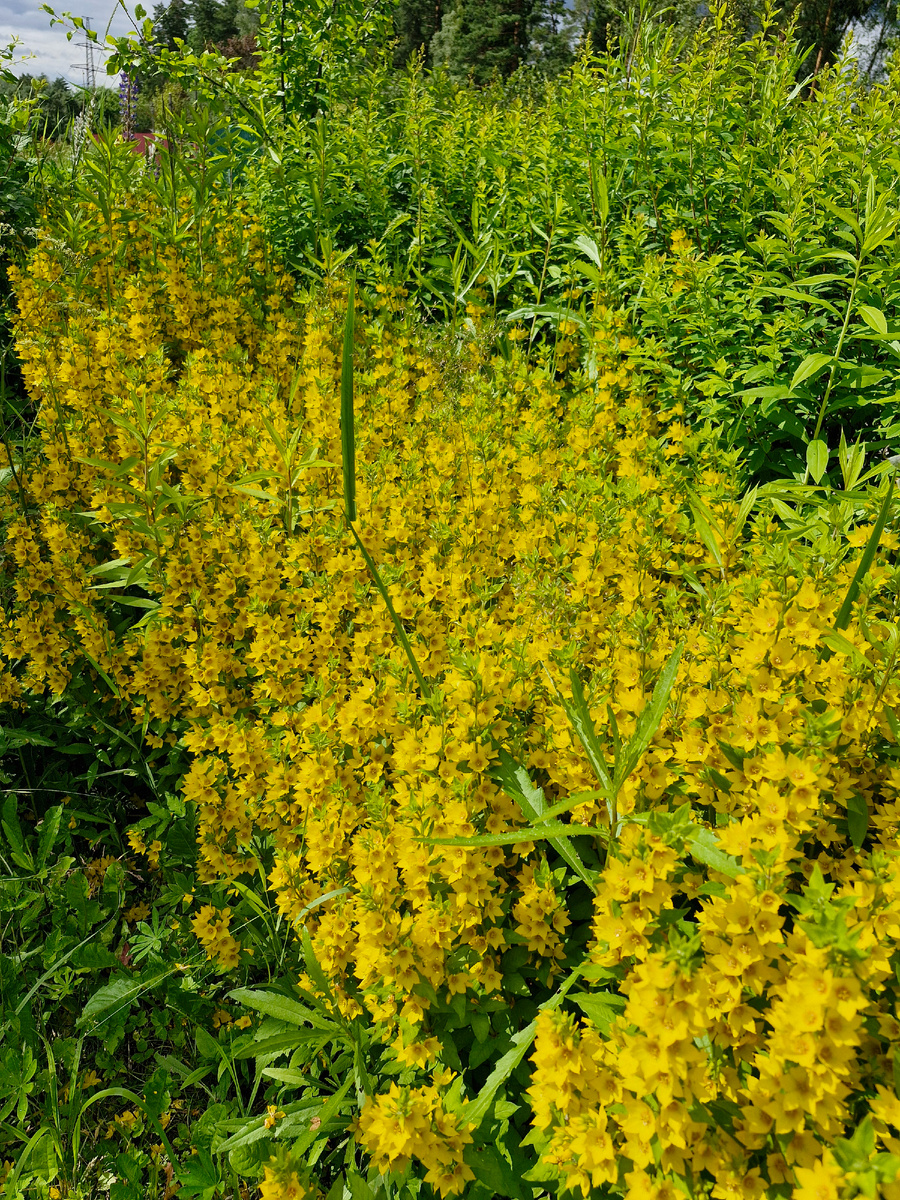 Вербейник монетчатый