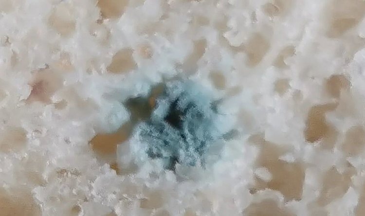    Какие мучные изделия находятся в группе риска картофельной болезни