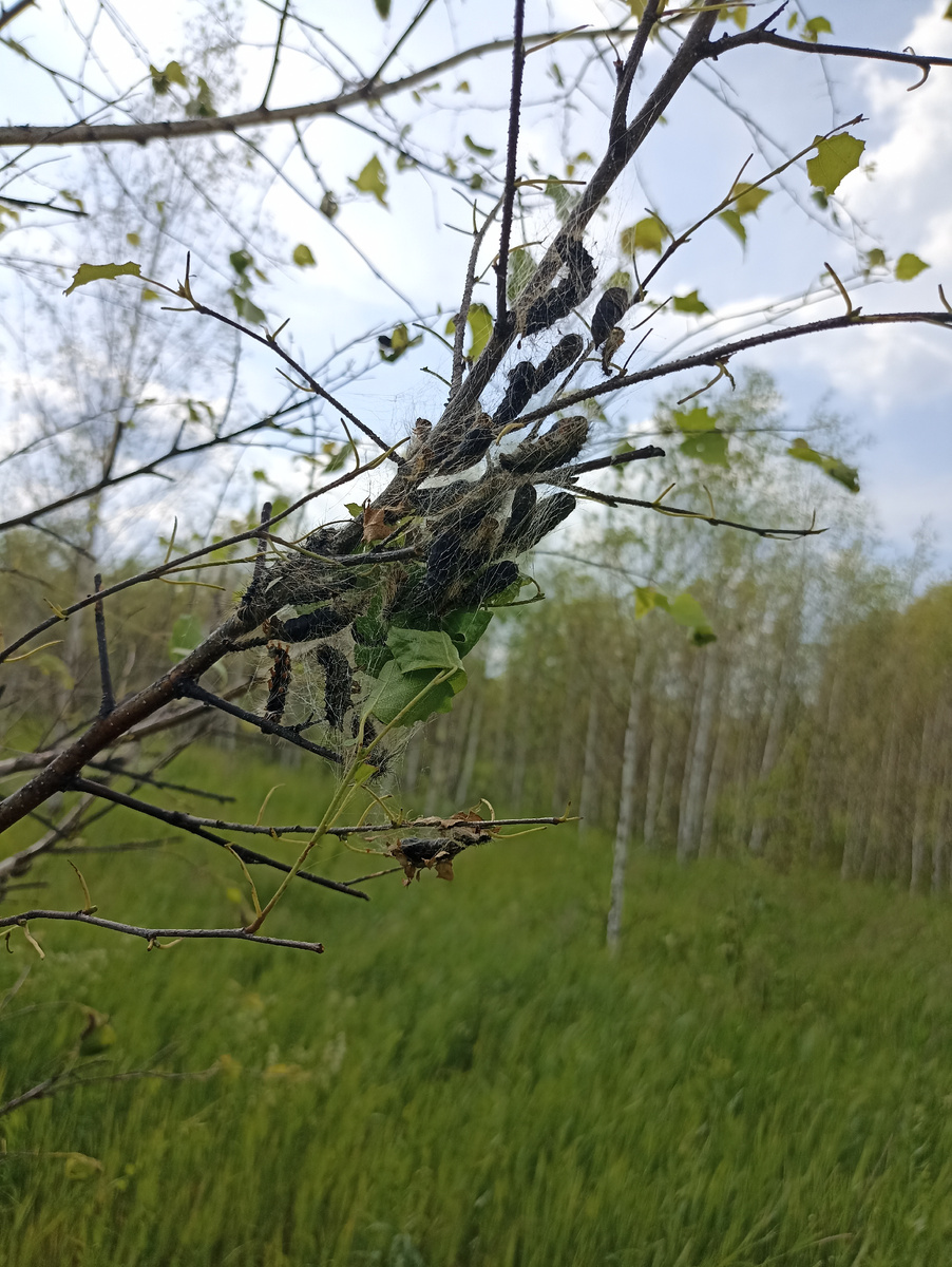 Это гусеницы пытаются окукливаться
