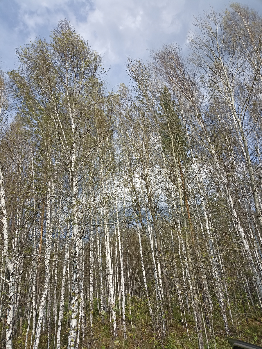 Листьев нет на березках