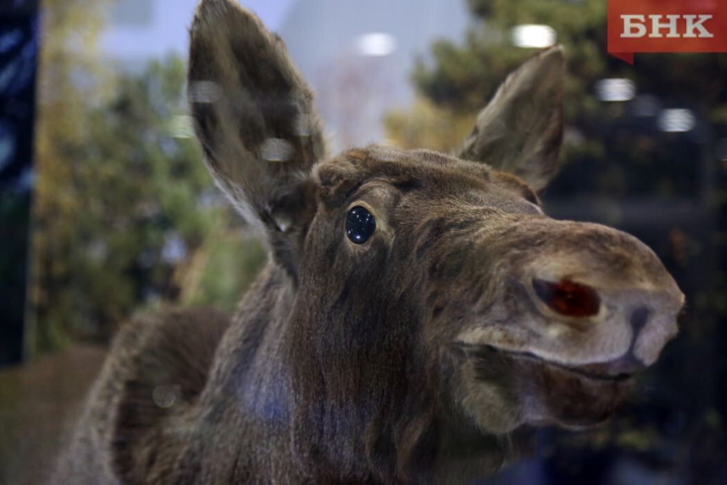 Фото из архива БНК