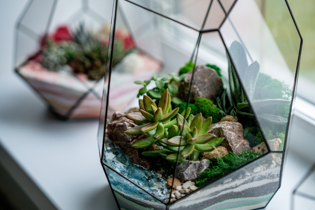 Огромное разнообразие форм превратило современные флорариумы в яркий дизайнерский элемент