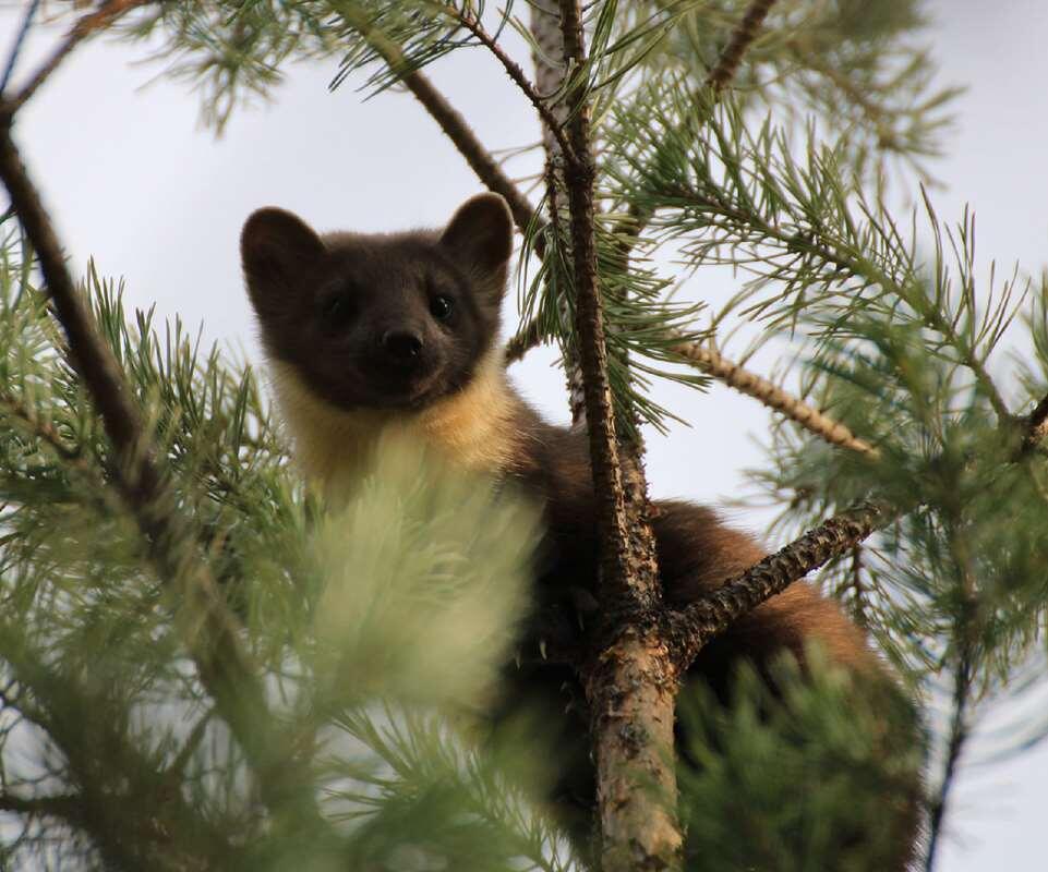 Лесная куница (желтодушка) (Фото Д. Елина)Л