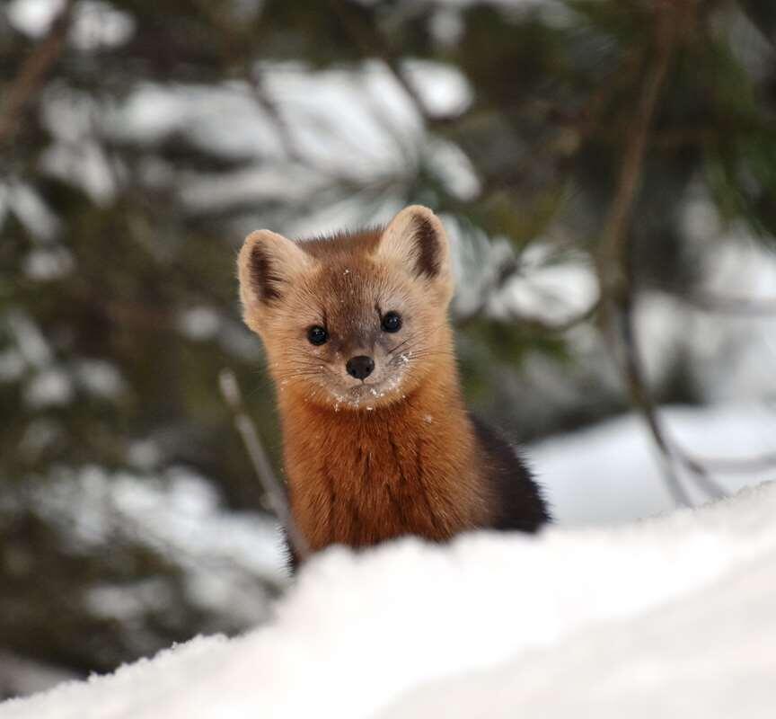  соболь (Фото Н. Гончаровой)