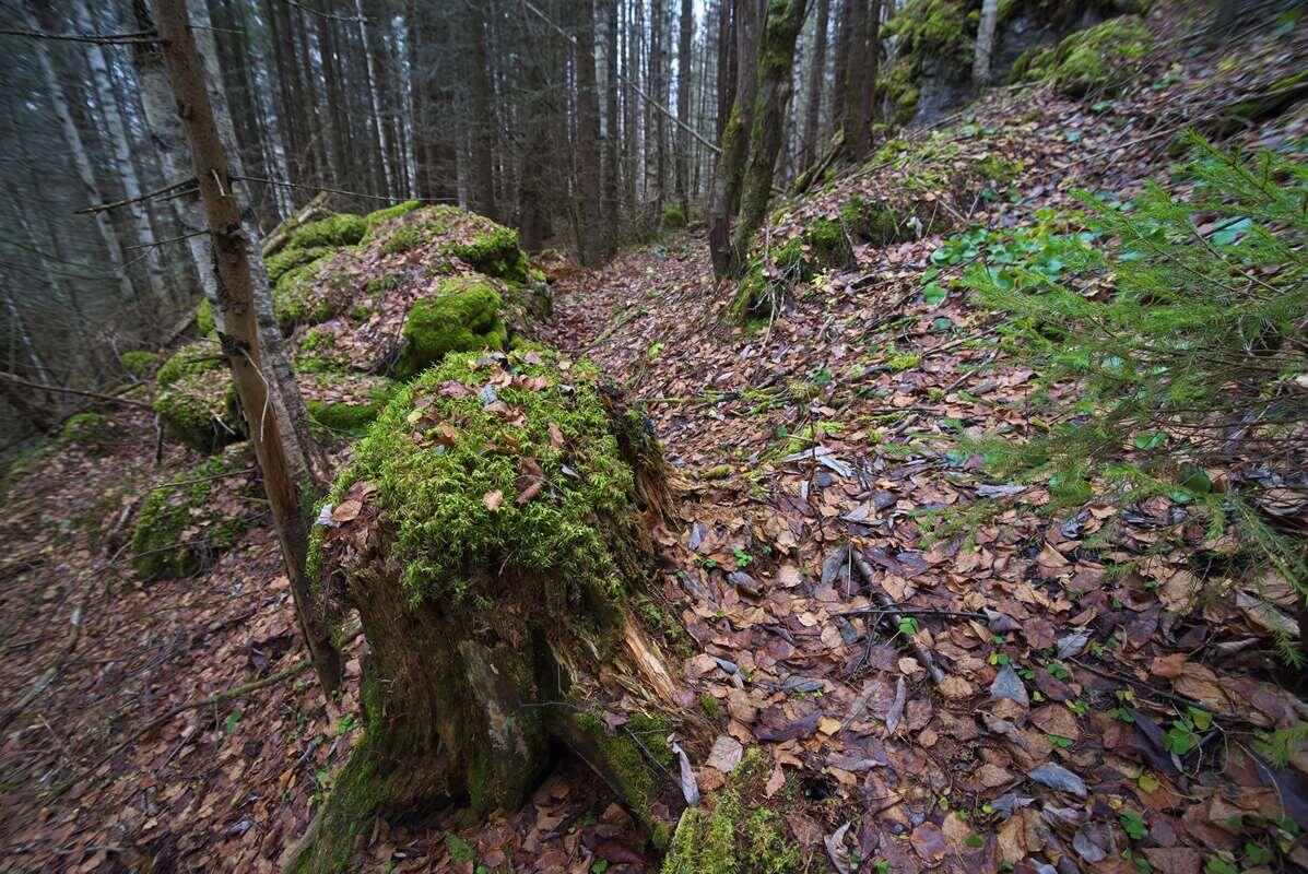    Места обитания куницы и соболя (Фото Н. Плотникова) stalker