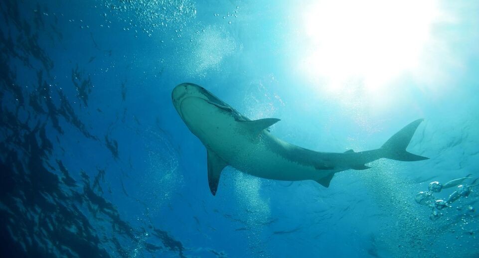    Andrey Nekrasov/imageBROKER.com / www.globallookpress.com