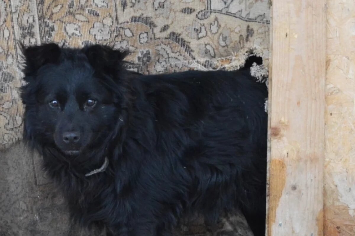    В Перми привязанная к велопарковке собака покусала ребёнка