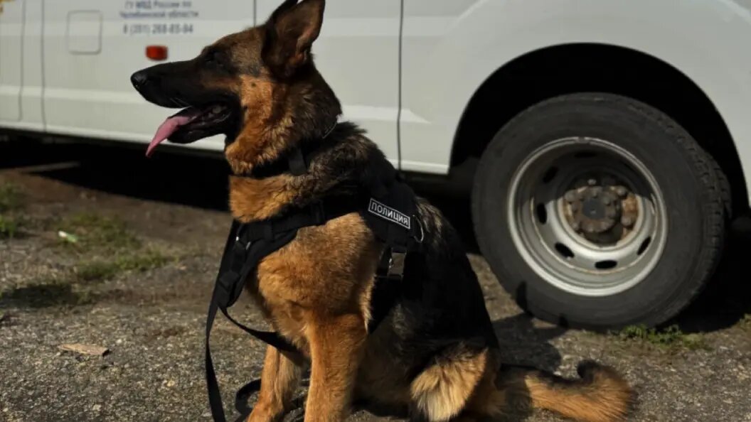    Овчарка Цитадель. Фото: ГУ МВД России по Челябинской области.