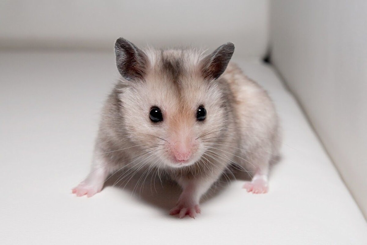 Каждому важно иметь свое имя, и даже крошечный хомячок чувствует эту связь.