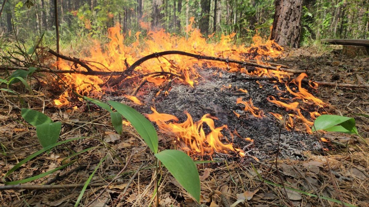   18 лесных пожаров потушили в Нижегородской области с начала пожароопасного сезона