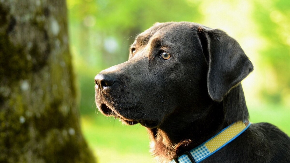 источник фото: https://images.wallpaperscraft.com/image/single/dogs_profile_face_71836_1600x900.jpg