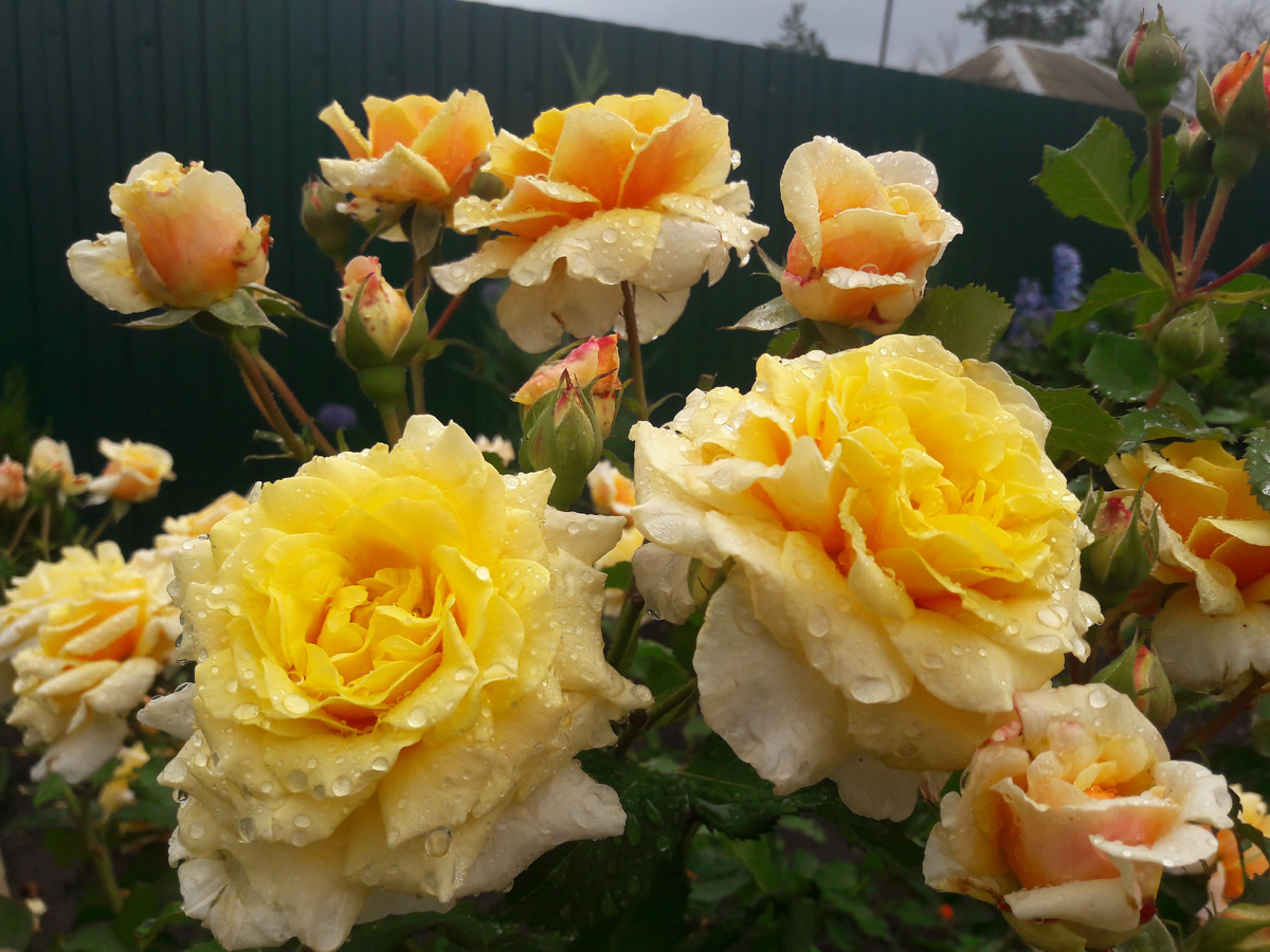 Caramella (Карамелла) 