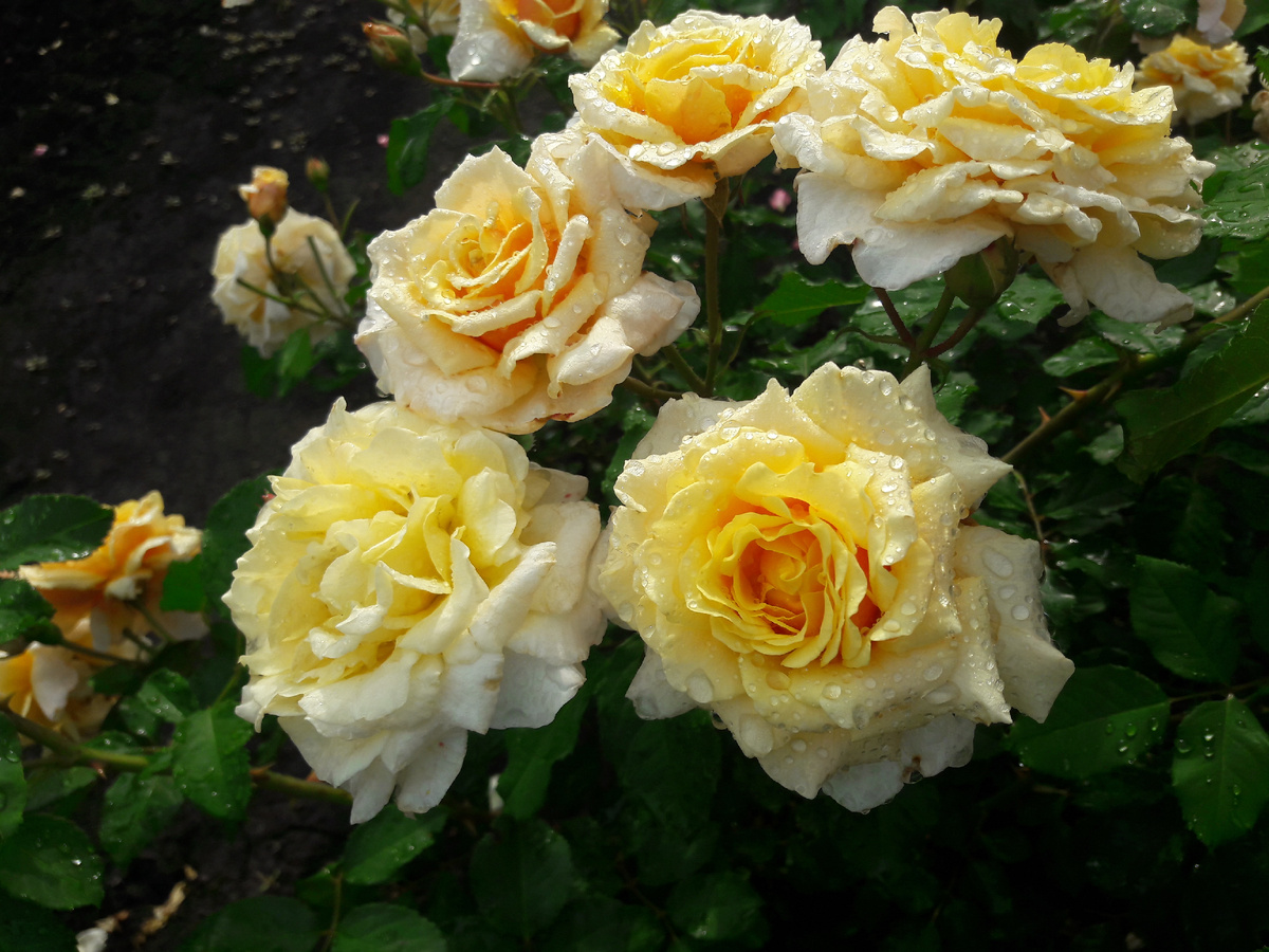 Caramella (Карамелла) 